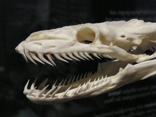 Schlangenkopf © bbroianigo