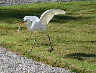 Great Huron with Fish