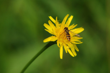 Schwebfliege auf Blume