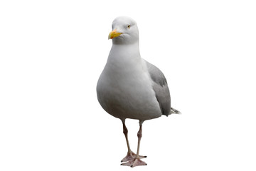 truculent seagull