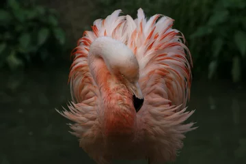 Photo sur Aluminium Flamant Flamingo