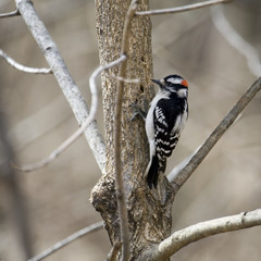 Downy Woodpecker