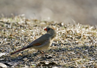 Cardinal