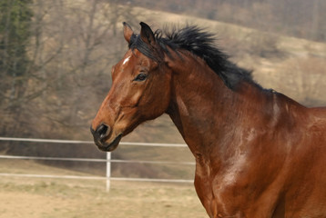 Fototapeta premium Horse portrait