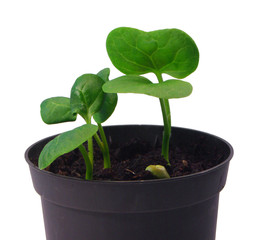 seedlings emerging from container