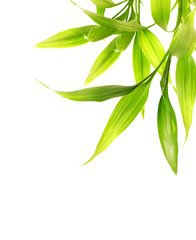 Obraz premium Bamboo leaves isolated on white background