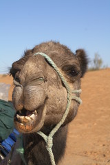 Camel  face 2