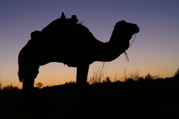 Camel Silhouette 2