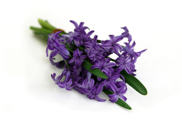bouquet of purple hyacinth