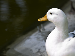 White Duck