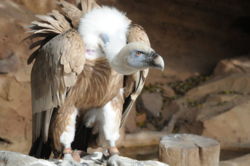 adler