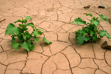 Drought.
