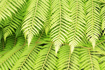 Ferns closeup