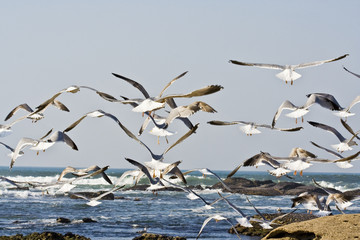 Mouette 42 J.Ribieff