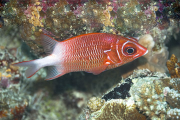 Tropical fish Squirrelfish