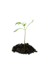 little plant