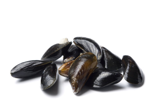 rohe miesmuscheln isoliert auf weiss