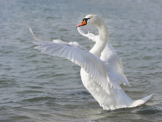 white swan ready to fly