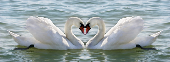 swan heart