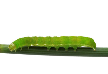 caterpillar