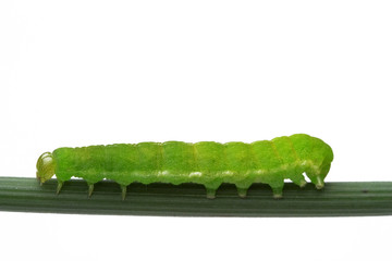 caterpillar