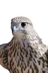 Merlin/Geofalcon crossbred