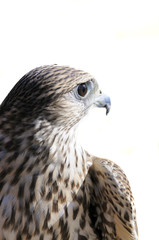 Obraz premium Merlin geofalcon