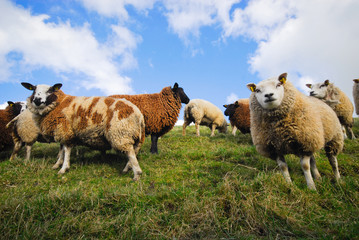 Obraz premium sheep in spring