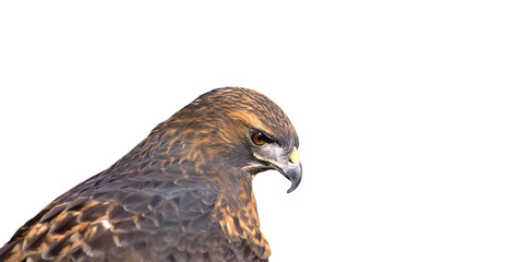 Bird-Red tailed hawk