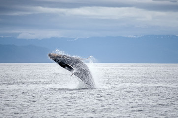 Fototapeta premium Whale breach