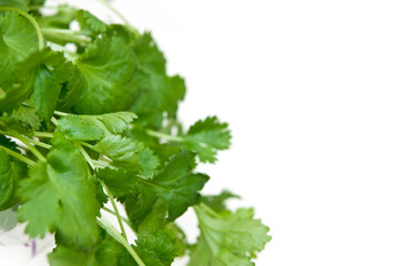 Coriander plant isolated on white