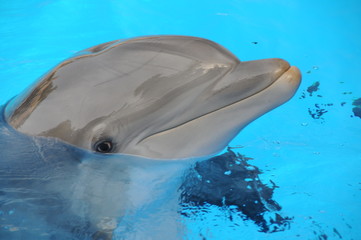 Fototapeta premium delphin
