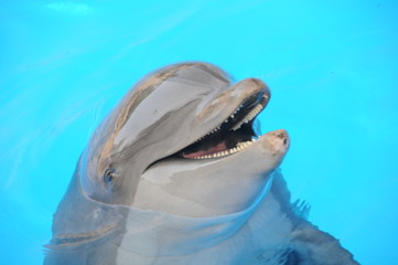 delphin