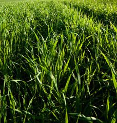 Obraz premium green meadow