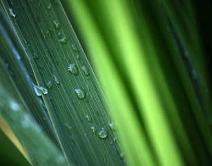 Rainwater on leaf