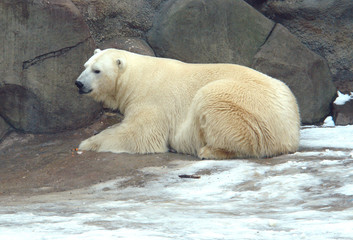White polar bear