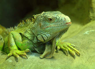 Big green lizard in Moscow zoo