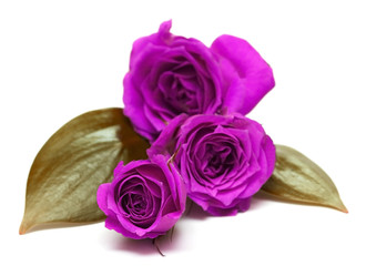 violet roses over white background