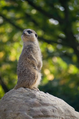 Meerkat, Suricata suricatta