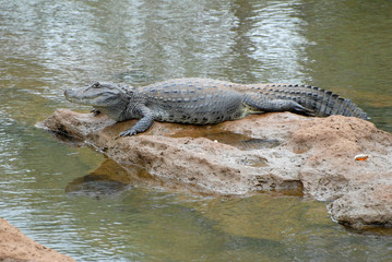 Lying cayman