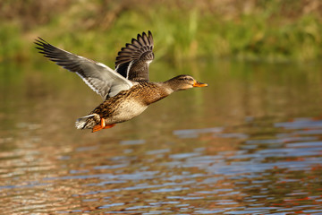 Duck