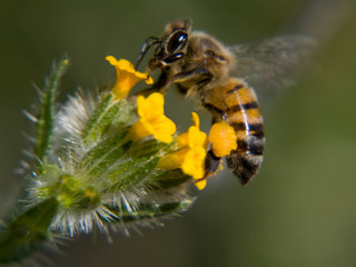 P2281003-AZ HoneyBees 2008a