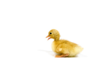 White Call Bantam Duck