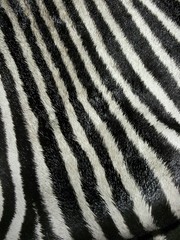 Real Zebra Fur Closeup