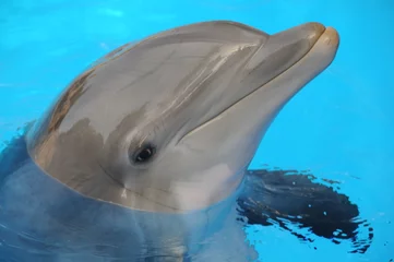 Abwaschbare Fototapete Delfin delphin