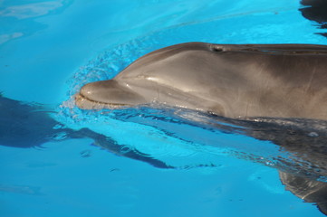 Naklejka premium delphin