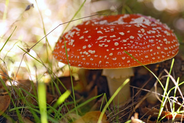 Fly Agaric Mushroom among fallen leaves