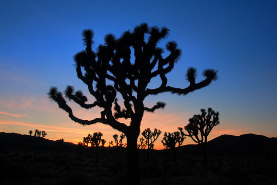 Sunset at Joshua Tree