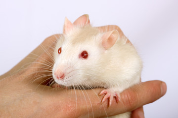 Young white rat