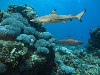 Reefsharks